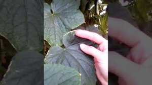 Фузариозное увядание огурца. А как Вы боритесь с этим заболеванием?!