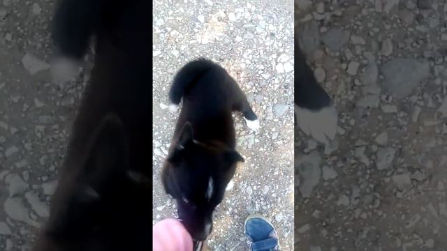 чернушка собака соседей . С первым сентября желаю счастья здоровья любви 🥰 😘🎉🎉👏👏😘 смотреть онлайн