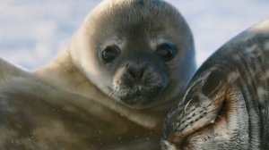 Это млекопитающее живёт в центре Южного полюса - тюлень Уэдделла.