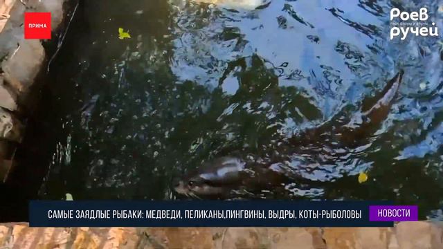 В парке «Роев Ручей» пройдет чемпионат по рыбной ловле смотреть онлайн