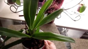 Орхидея пафиопедилум ( Уход )