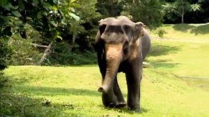 Какие животные млекопитающие?  Киндер Зу