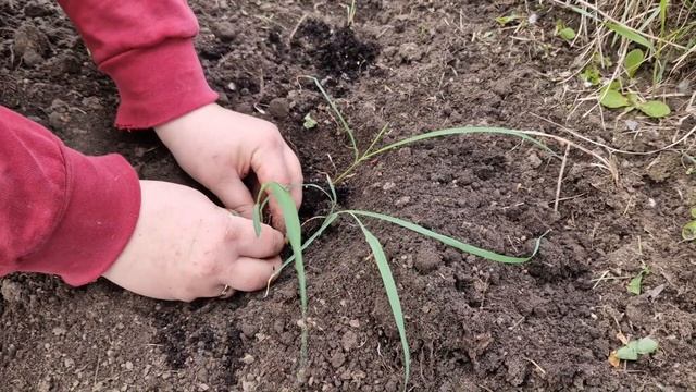 Как сажать лемонграсс в открытый грунт. Высаживаем рассаду лемонграсса в открытый грунт. смотреть онлайн
