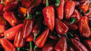 ПЕРЕЦ болгарский: сорта, рассада, уход