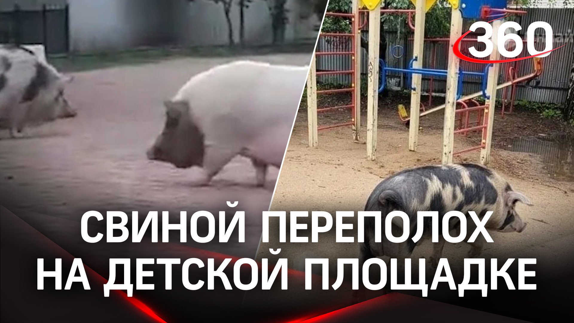 Две любопытные свиньи устроили переполох в Петербурге - дети в восторге, взрослые в шоке