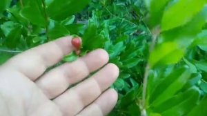 Цветение уличного Граната. Морозостойкая форма. Кропивницкий. Украина