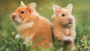 Почему кусается хомяк ???? ?????? | Why does a hamster bite?