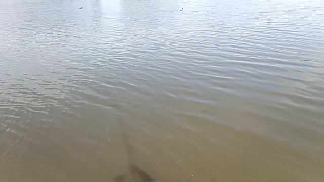 Ловили карася, а поймали монстра) смотреть онлайн