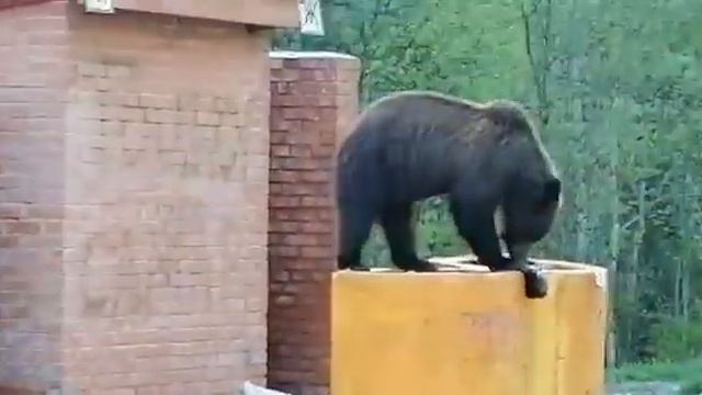 Наглый Медведь на трассе Кызыл-Абакан! смотреть онлайн