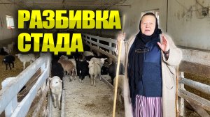 Отбивка ягнят от овцематок. Зачем это делать.