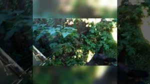 Собака ест овощи, фрукты. Новая игрушка для овчарки, охота на белок #овчарка #Рекс #смешноевидео