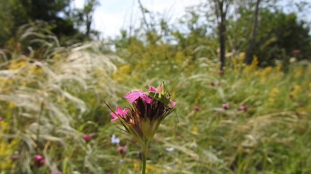 3.06.2019 степной фитоценоз урочища Глубокого, участок 17, DSCN4693 смотреть онлайн