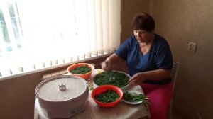 ПРОСТОЙ и ДОСТУПНЫЙ способ/ СУШКА УКРОПА И ПЕТРУШКИ в сушилке ИЗИДРИ / А ты знал?