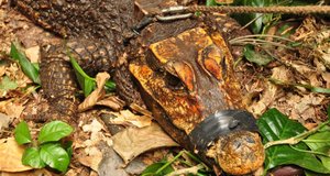 В пещере ученые наткнулись на неизвестного науке крокодила, с очень необычным окрасом!