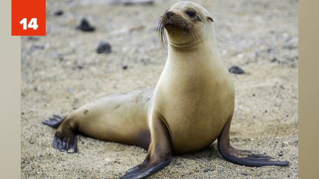 25 Amazing Animal Facts You Might Not Know смотреть онлайн