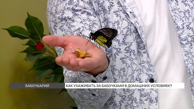 Бабочкарий: как ухаживать за бабочками в домашних условиях? смотреть онлайн