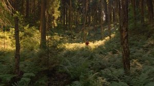 Трейл. Бег по пересеченной местности. StarTrail