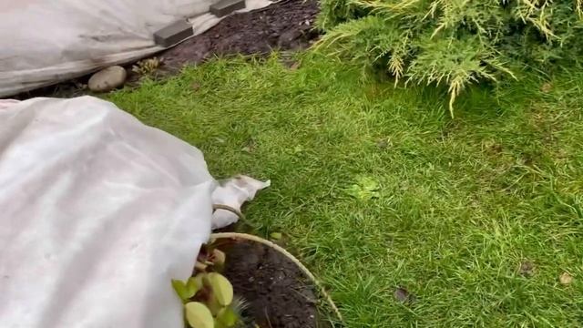 Укрыла розы! Все этапы укрытия на зиму. Важный моменты! Продолжаю экспериментировать! смотреть онлайн