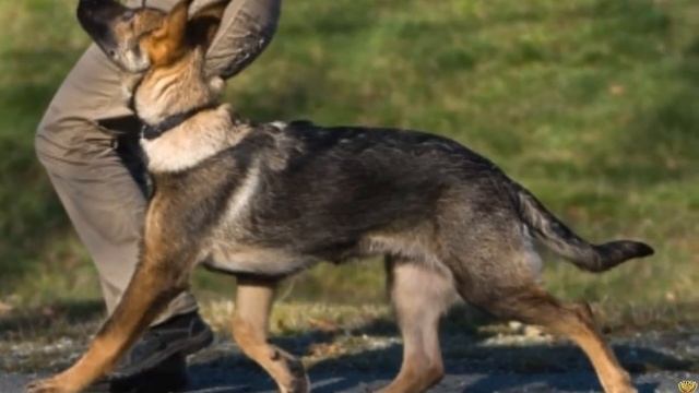 АЛАБАЙ ПРОТИВ НЕМЕЦКАЯ ОВЧАРКА КТО ПОБЕДИТ смотреть онлайн