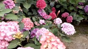 Цветение гортерзий. Маточные кусты.