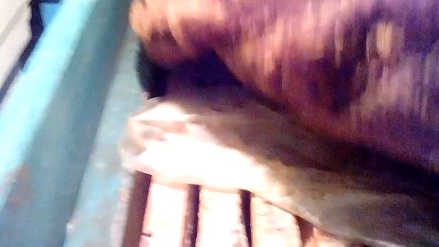 Зимовка пчел в надземном зимовнике с термодатчиком. 23 января 2016 года. смотреть онлайн