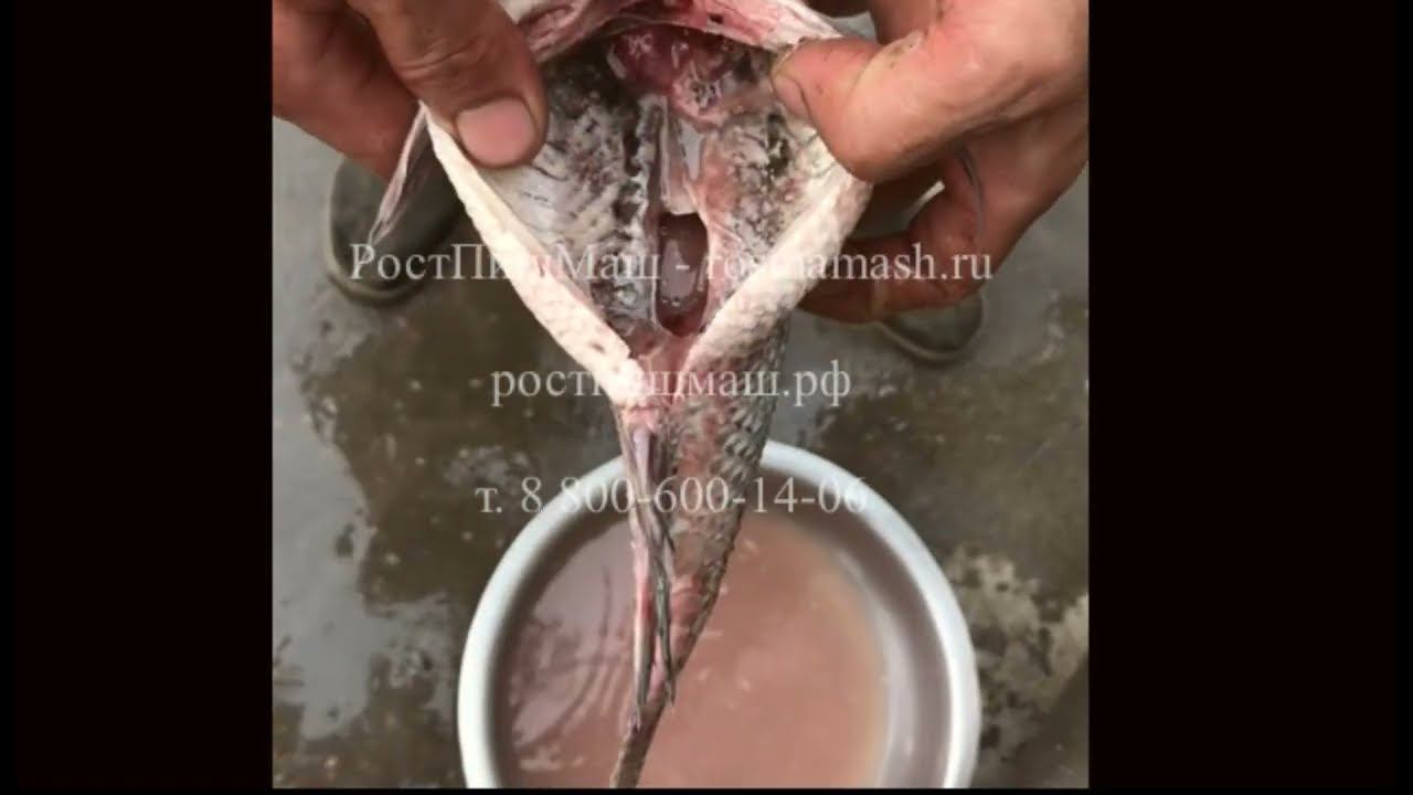 Обзор удаления чешуи-внутренностей рыб на Машине PK-1200 от РостПищМаш смотреть онлайн