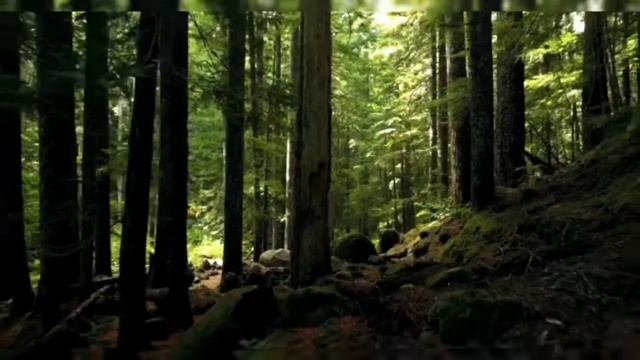 relax music the sound of nature beautiful. Звук природы для сна лес смотреть онлайн