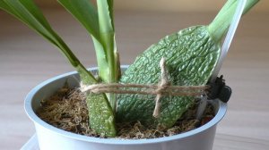 МОИ ОРХИДЕИ КАМБРИИ | Орхидеи камбрии уход и выращивание