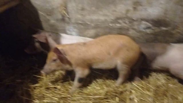 Купили поросят,краснопоясна + петрен. смотреть онлайн