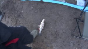 Волга ,весна , голавль , Ярославль,Рыбалка на донку .