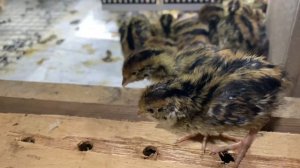 Перепелятам 3-4 дня. Оперяемся. Немного взвешиваемся