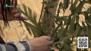 НЕДЕЛЯ ДОБРЫХ ДЕЛ
Школьники Лобни присоединились к региональной акции