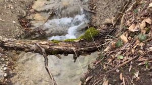 Шум воды, шум леса, Релакс, асмр видеоролик #звукилеса медитация #лес #шумводопада