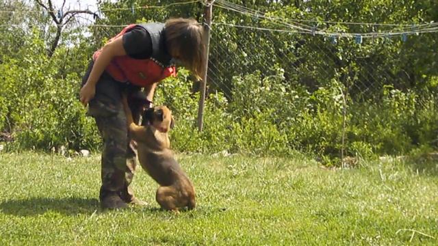 Трюки со щенком малинуа 3 мес смотреть онлайн
