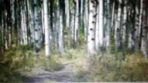 Осина: полезные свойства и противопоказания