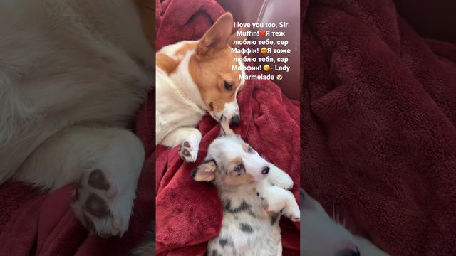 Sir Muffin ❤️Lady Marmalade. #corgi #английский #англійська #урокианглійської #українська #funny смотреть онлайн
