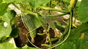 Даже слабые огурцы будут хорошо рости и не будут болеть. Урожай будет огромен если это сделать.