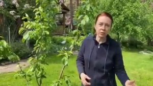 Бактериальный ожог, что делать с яблонями и грушами?