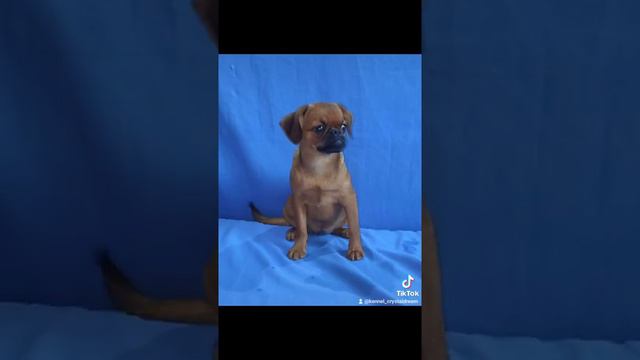 Пти брабансон девочка . РКФ . Можно купить. актуальность уточняйте. Сентябрь 2021.+79261148915 смотреть онлайн