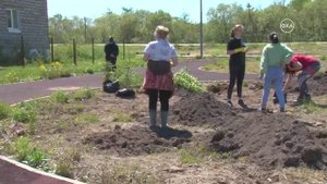 Посадка деревьев участниками волонтерского движения «Добротворцы»
