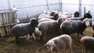 Овцематки с ягнятами | ОВЦЕВОДСТВО