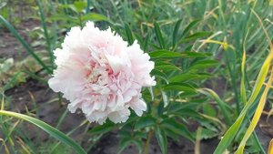Пион Пинк Гиант(Розовый Гигант). Красивый густомахровый цветок не обычного розового тона.Июнь 2021г