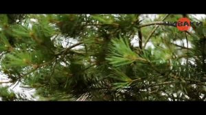 Формирование НИВАКИ | Питомник растений НИВАКИ