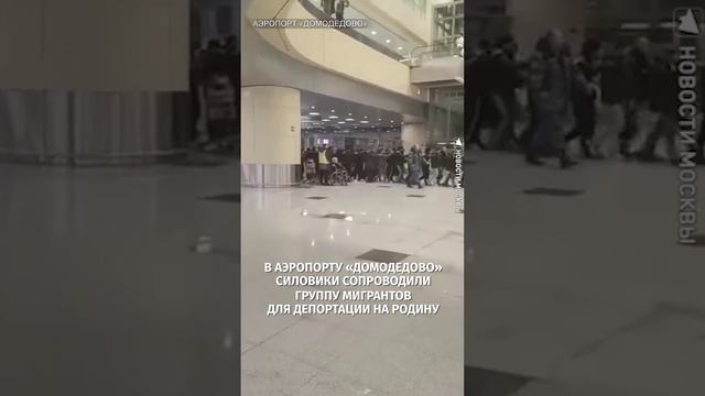Силовики ведут мигрантов на депортацию. Видео из аэропорта «Домодедово» / Известия