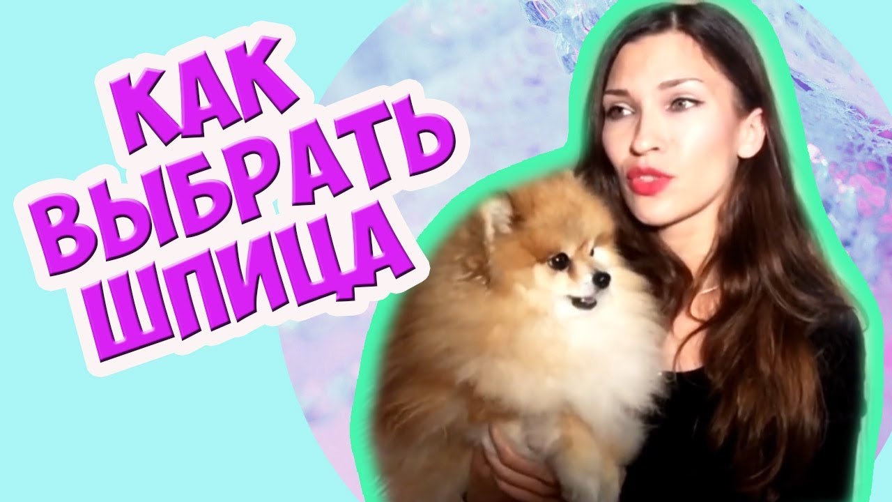 Как выбрать Померанского Шпица смотреть онлайн