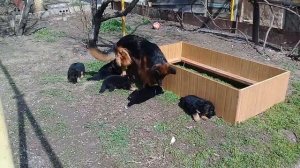 Месячные щенки немецкой овчарки на прогулке. Продолжение.