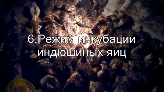 Лучший режим инкубации индюшиных яиц (таблица) в БЫТОВОМ инкубаторе. Как инкубировать, температура