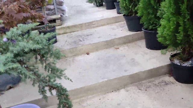 уберём ветки который мишают можжевельнику на штамбе развеяться. смотреть онлайн