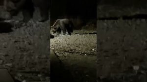 Медведь залез в горящий мусорный бак, не боится дыма🤣🐻