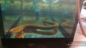 📌Новая рыбка в аквариуме-КАЛАМОИХТ 🐳